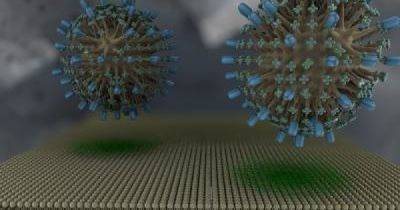 Ученые создали "мембрану на чипе", которая позволит быстрее найти лекарство от COVID-19
