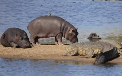 В ЮАР бегемоты пронесли птиц мимо крокодилов