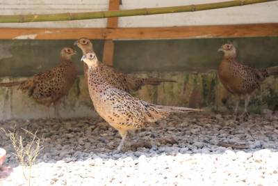 В Хобском районе начали разводить колхидского фазана
