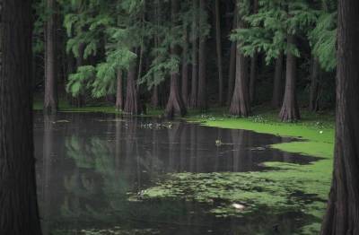 Учёные Коми пытаются разгадать тайну лесного озера в национальном парке «Койгородский»