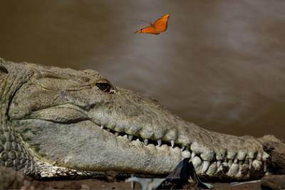 Крокодил напал на браконьера и утащил в воду