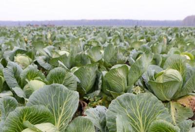 Время рубить капусту: в Ленобласти собрали 40 тонн раннего урожая
