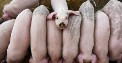 В Гудениекской волости Кулдигского края констатирован первый случай АЧС у домашних свиней в этом году