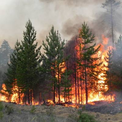 В Местиа до сих по не удается потушить лесной пожар. ВИДЕО
