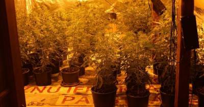 Под Тукумсом обнаружена ферма марихуаны и 10 кг сырой "травки"