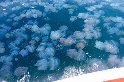 Видео дня: В Днепре под Запорожьем из-за аномальной жары появились медузы