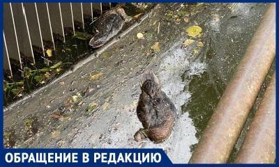 Второй год подряд утки в калиниградском озере гибнут из-за мусора в воде, рассказали очевидцы