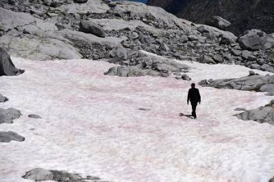 В итальянских Альпах появился загадочный розовый снег (ФОТО)