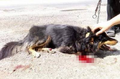 Под Хмельницким пенсионеры тащили собаку за машиной: видео раненого пса