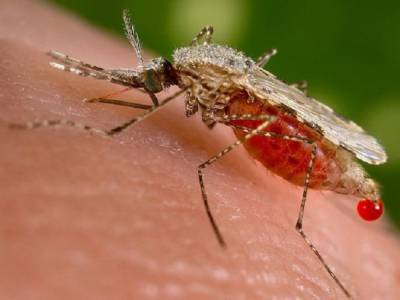 Аллерголог: укусы комаров ухудшают кровообращение у своих жертв