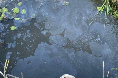 В Киевской области зафиксировали массовую гибель рыбы из-за загрязнения реки