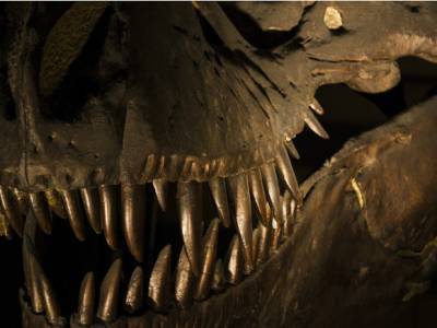 Крошечного предка динозавров нашли на Мадагаскаре