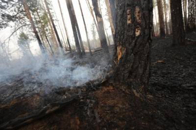 За сутки в РФ потушили 80 лесных пожаров