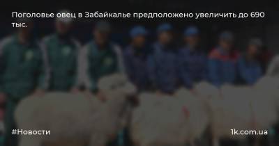 Александр Осипов - Поголовье овец в Забайкалье предположено увеличить до 690 тыс. - 1k.com.ua - Украина - Забайкальский край - округ Агинский Бурятский