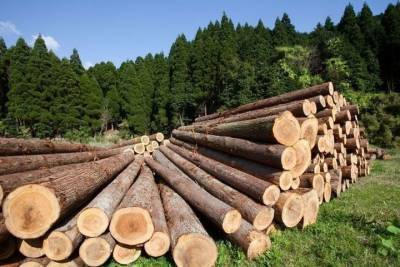В Башкирии директор лесхоза ответит за вырубку сосен на 6 млн рублей