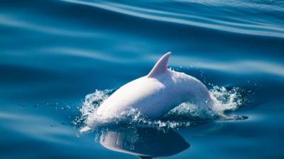 Дельфин-альбинос замечен у берегов мыса Тарханкут в Крыму