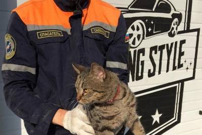 В Новороссийске жирный кот застрял пот капотом машины местной жительницы