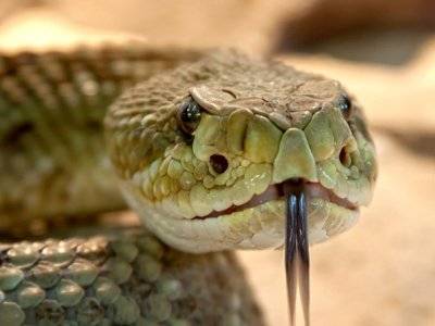 Мальчишник в австрийских Альпах закончилась укусом змеи в язык