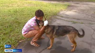 Четыре алабая сильно покусали женщину и её собаку в Кузбассе