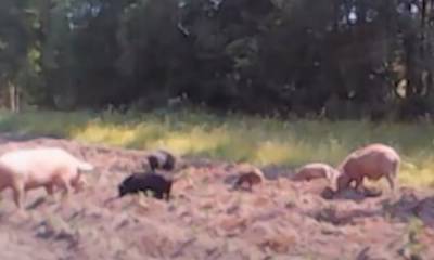 Стадо диких свиней атаковало карельскую деревню