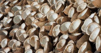Производство кокосового масла вреднее для природы, чем считалось ранее