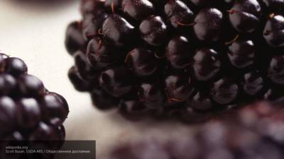 Ученые доказали способность черной малины снимать аллергические реакции кожи