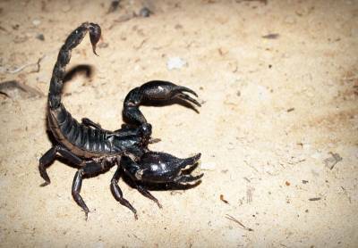 Ученые рассказали о двухметровых хищных скорпионах - Cursorinfo: главные новости Израиля