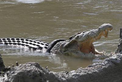 Крокодил съел семь человек за семь лет и попался