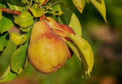 Медики назвали летний фрукт, который полезен для сердца, печени и почек
