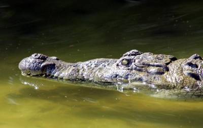 Семь человек за семь лет: В Индии после 36-часовой схватки поймали крокодила-убийцу