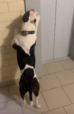 Житель Череповца учит свою собаку самостоятельно вызывать лифт и играть в крестики-нолики