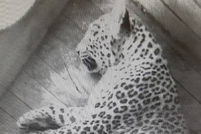 В национальном парке Сочи у леопардов родился котенок