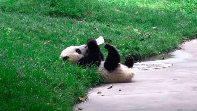 В Китае скончались панды-близнецы