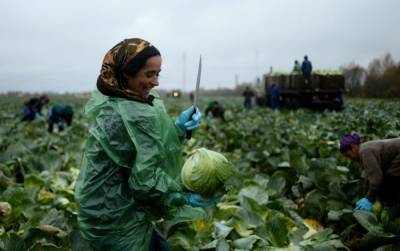 Клубника сгнила, но овощи спасены: в Эстонию пустили гастарбайтеров