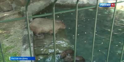 В Ростовском зоопарке выбрали клички для маленьких капибар