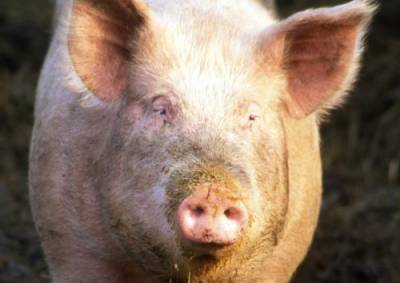 В Нижегородской области выявлен очаг африканской чумы свиней