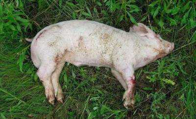 В ЕАО объявлен карантин из-за африканской чумы свиней
