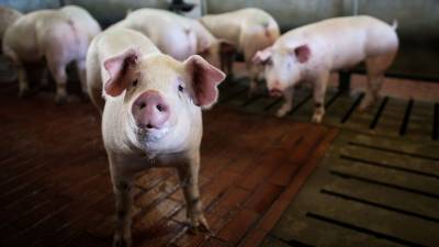 В Нижегородской области выявили очаг африканской чумы свиней