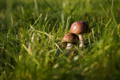 Роспотребнадзор научил петербуржцев правильно собирать грибы