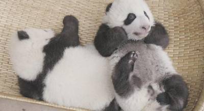 В Китае от алегрии скончались панды-близнецы