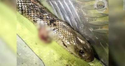 В Австралии мужчина поборол одну из самых смертоносных змей, пока вел машину
