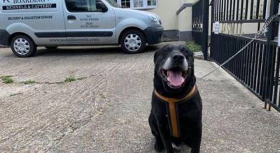 "Не научился быть хорошим": в Англии хозяин бросил на улице престарелого пса, оставив записку (фото)