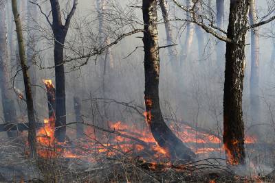 Ученые связали лесные пожары в Сибири с рекордными температурами