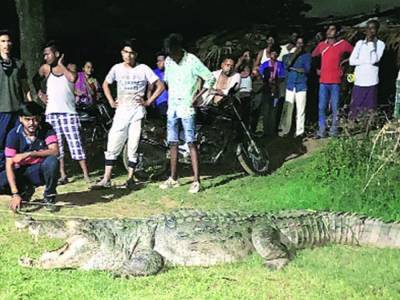 «Съел семь человек»: в индийском штате поймали крокодила-людоеда
