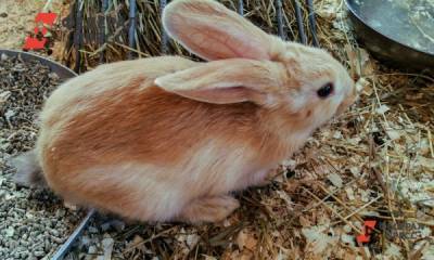 В Курганской области построят крупный комплекс по разведению кроликов