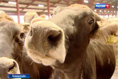 В двух хуторах Ростовской области ввели карантин по бруцеллезу крупного рогатого скота