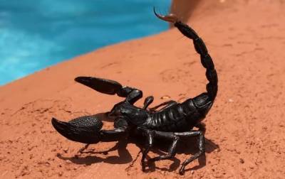 Ученые создали мощное лекарство из яда скорпиона - Cursorinfo: главные новости Израиля