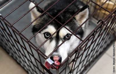 "Аэрофлот" объяснил отказ взять собак на рейс из Шанхая "признаками контрабанды"