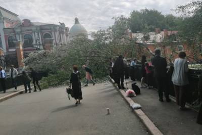 Дерево упало в Александро-Невской лавре