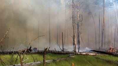 Крупный лесной пожар подобрался к жилым домам в Воронежской области